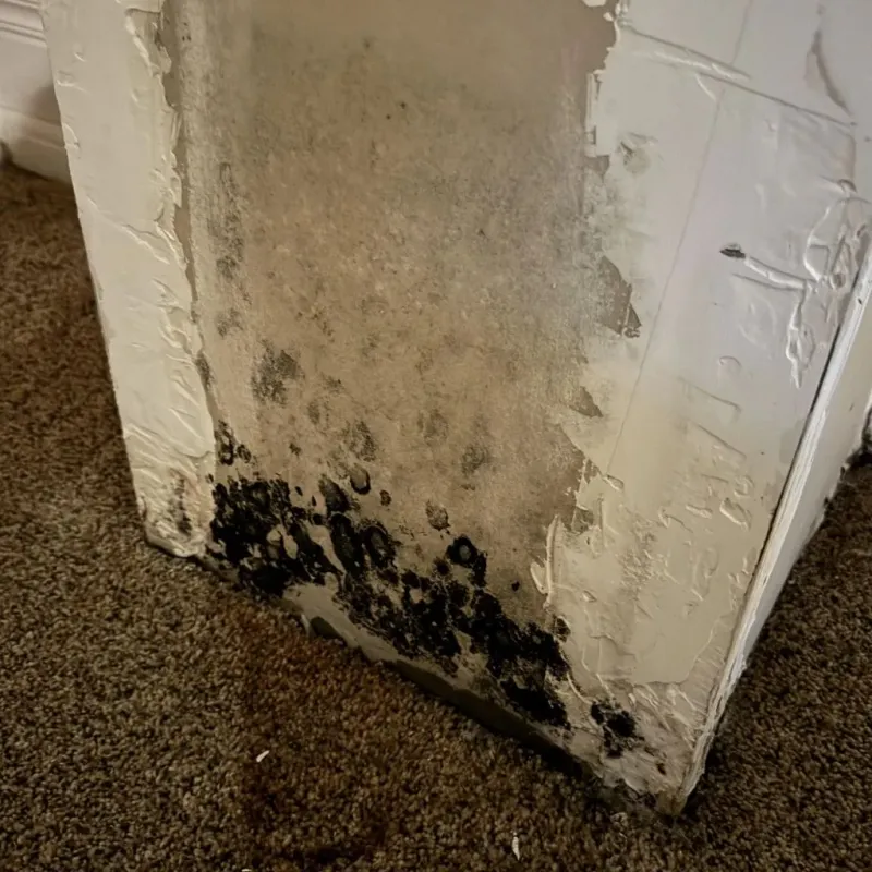 Professional Mold Removal in Mountain View, AR
